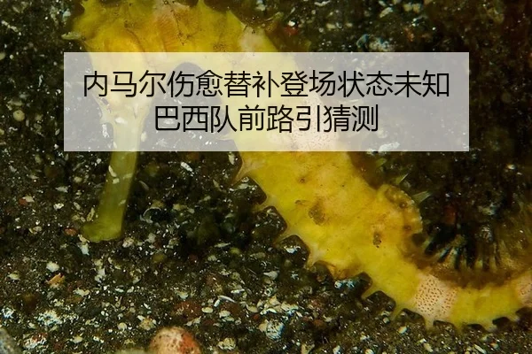 内马尔伤愈替补登场状态未知 巴西队前路引猜测